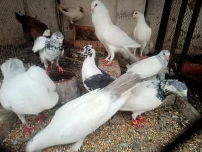 Pigeon Breeder