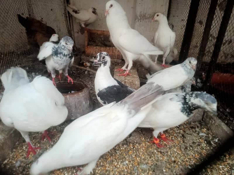 Pigeon Breeder 0