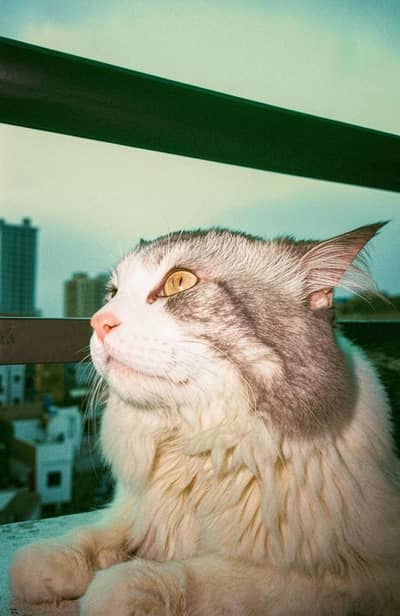 Male Turkish Angora Cat for Sale