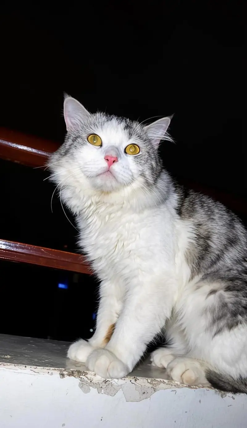 Male Turkish Angora Cat for Sale — photo 2