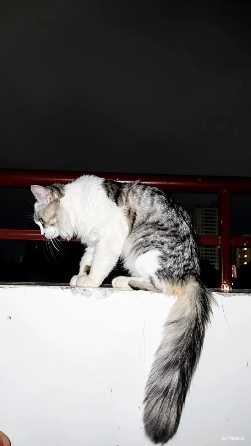 Male Turkish Angora Cat for Sale — photo 3