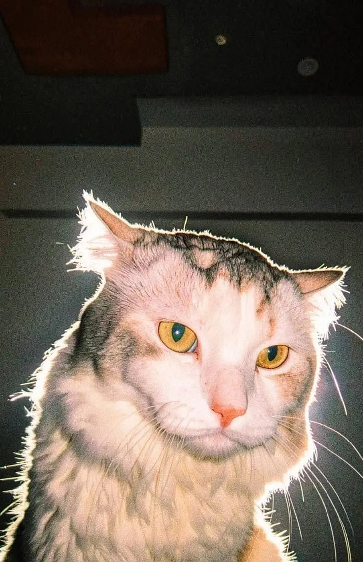 Male Turkish Angora Cat for Sale — photo 4