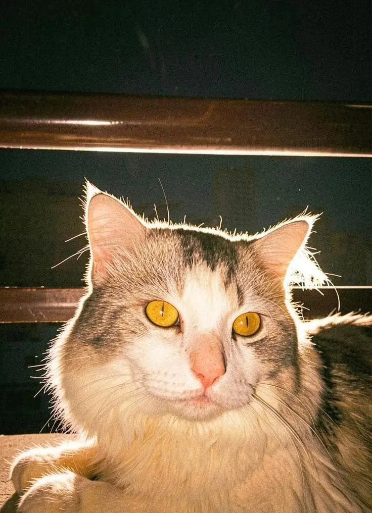 Male Turkish Angora Cat for Sale — photo 5