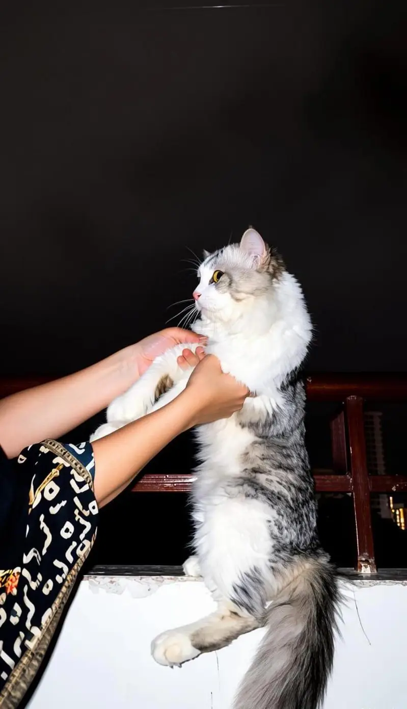 Male Turkish Angora Cat for Sale — photo 6