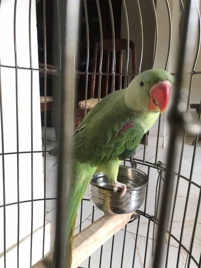 Kashmiri pahari parrot 6 months