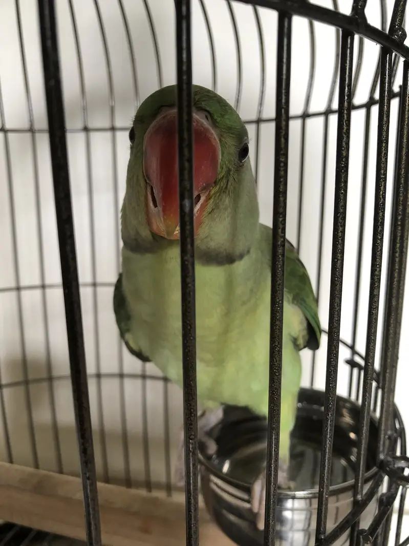 Kashmiri pahari parrot 6 months — photo 2