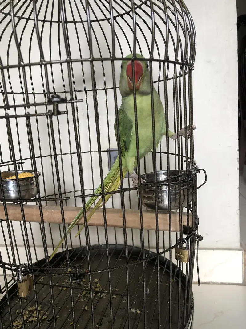 Kashmiri pahari parrot 6 months — photo 3