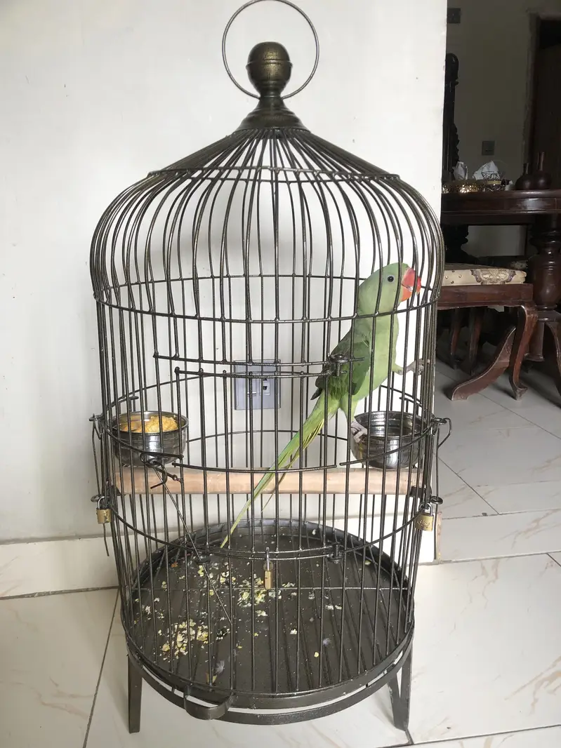 Kashmiri pahari parrot 6 months — photo 4
