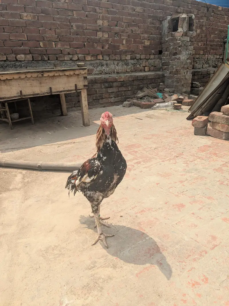 Aseel murga or murgi — photo 2