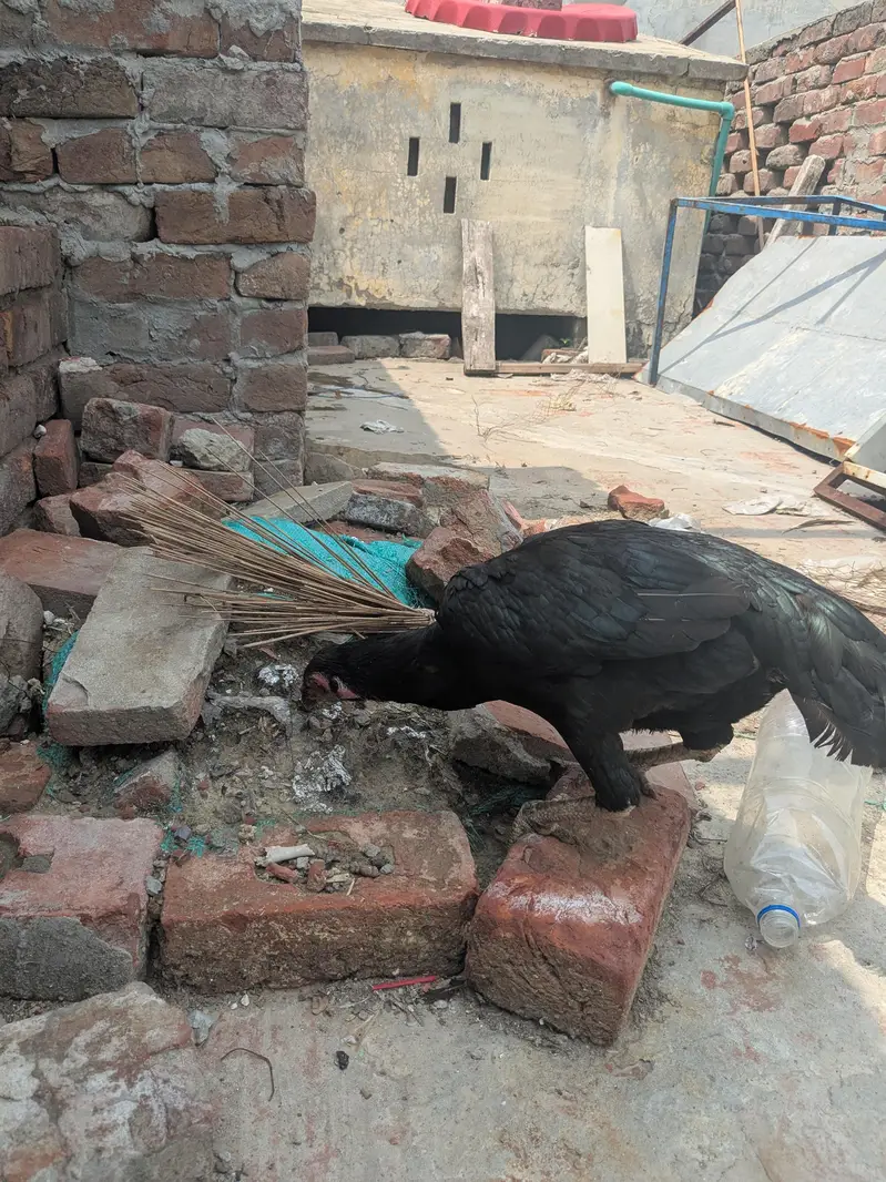 Aseel murga or murgi — photo 3