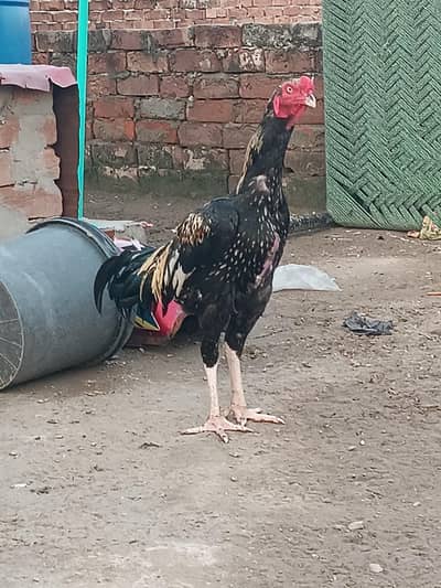 for sale