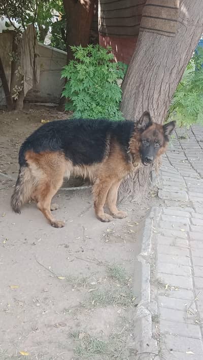 urgent for sale