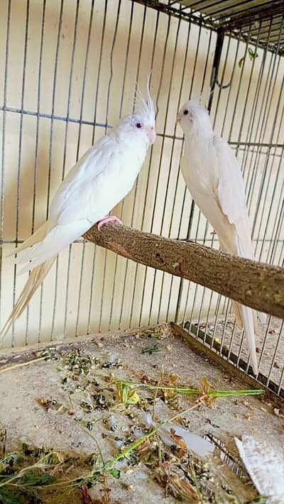 Eno cocktail  breeder pair. 0336.4306545.