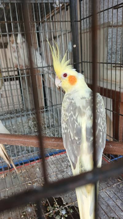 Fallow Breeder Male & Fallow Split Heavypied Male