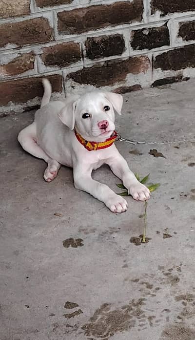 bully female hai , full white mien .