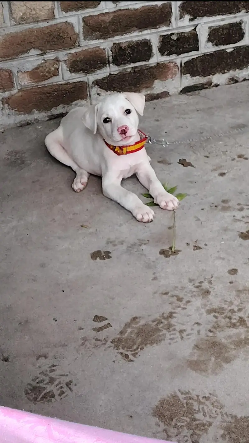 bully female hai , full white mien . — photo 2