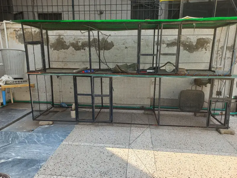 Birds Cage — photo 2