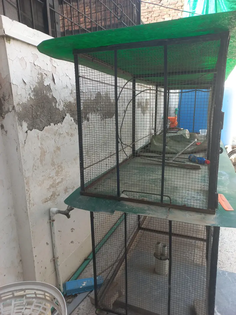 Birds Cage — photo 3
