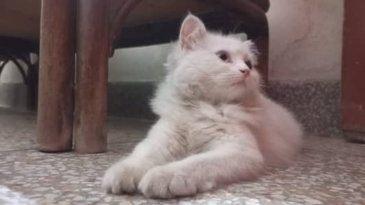 Persian Cat Family | Mother + 2 Kittens | Male & Female