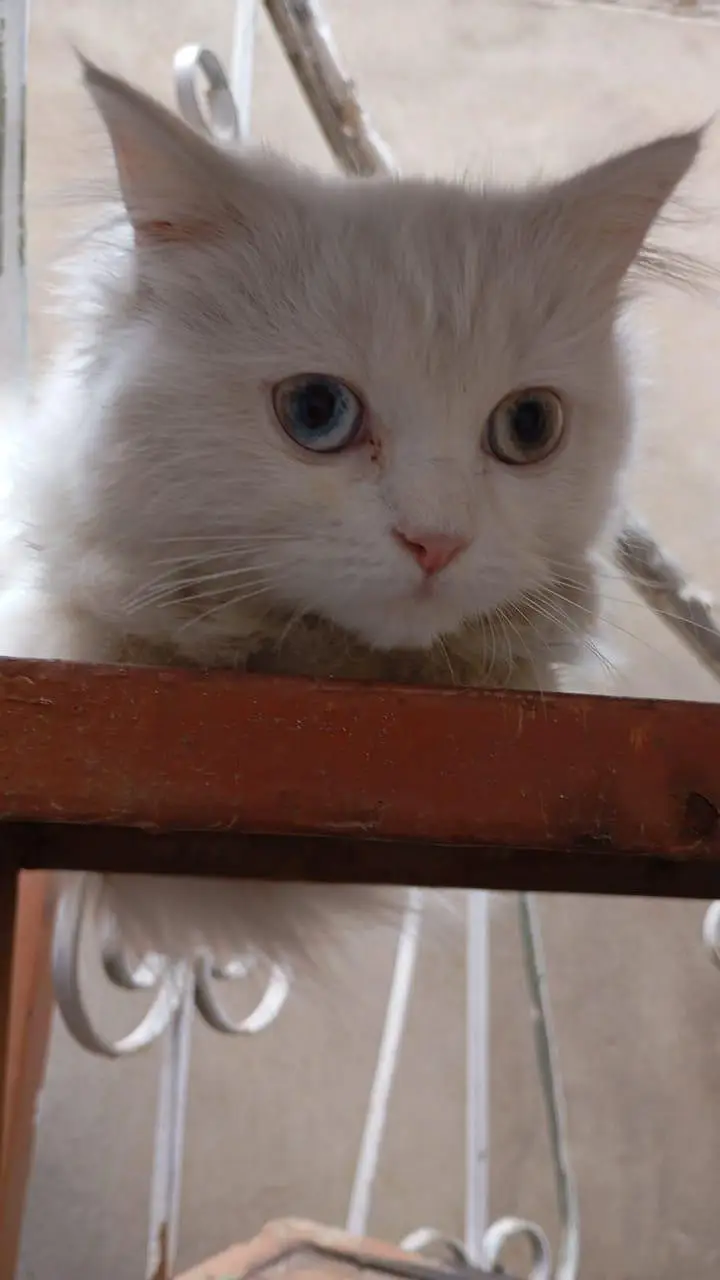 Persian Cat Family | Mother + 2 Kittens | Male & Female — photo 2