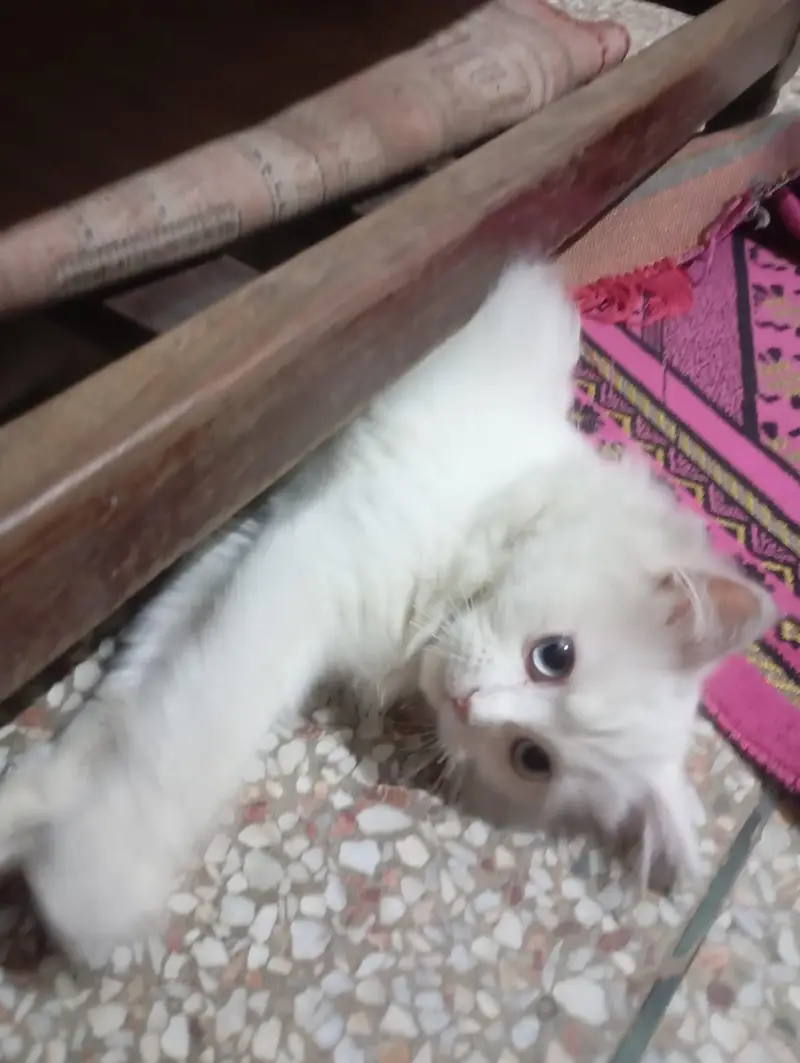 Persian Cat Family | Mother + 2 Kittens | Male & Female — photo 3