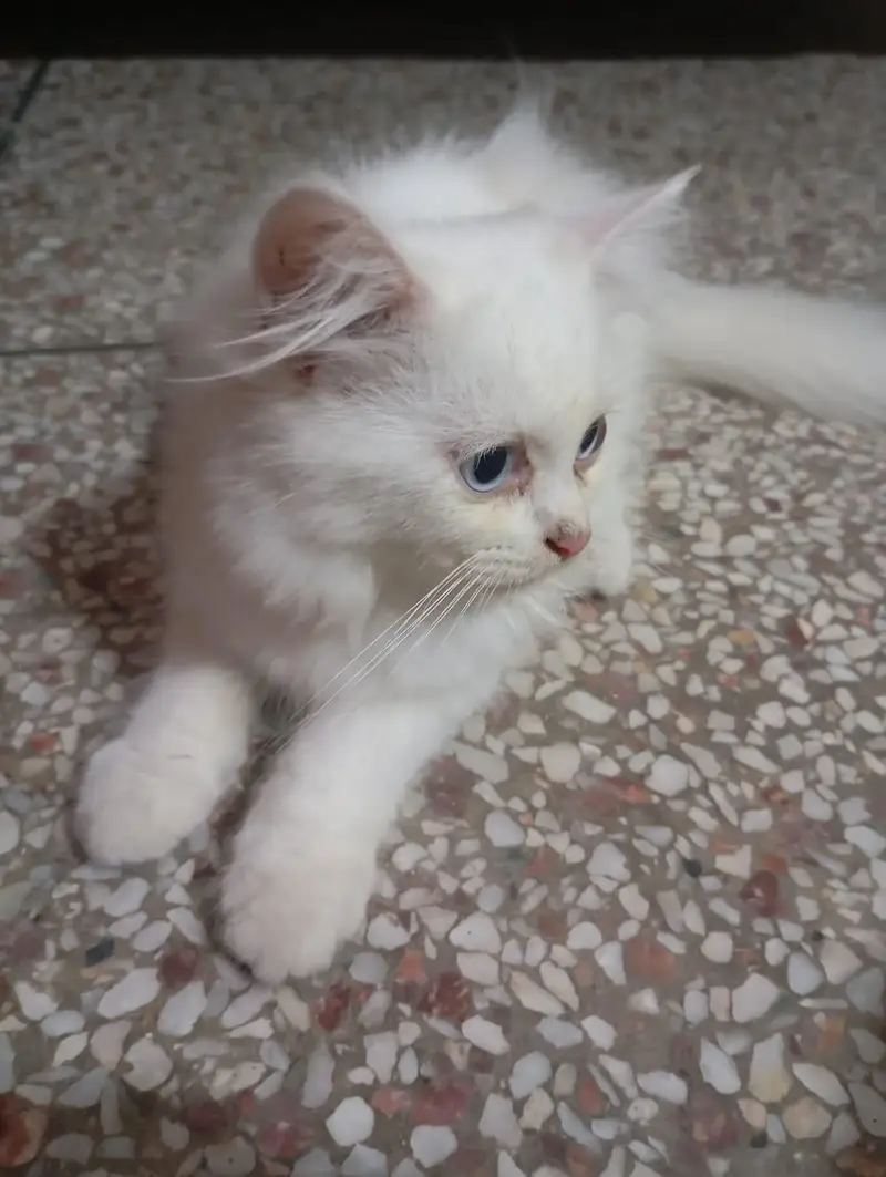 Persian Cat Family | Mother + 2 Kittens | Male & Female — photo 4