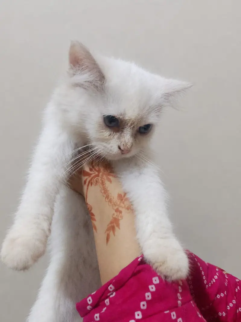 Persian Cat Family | Mother + 2 Kittens | Male & Female — photo 5