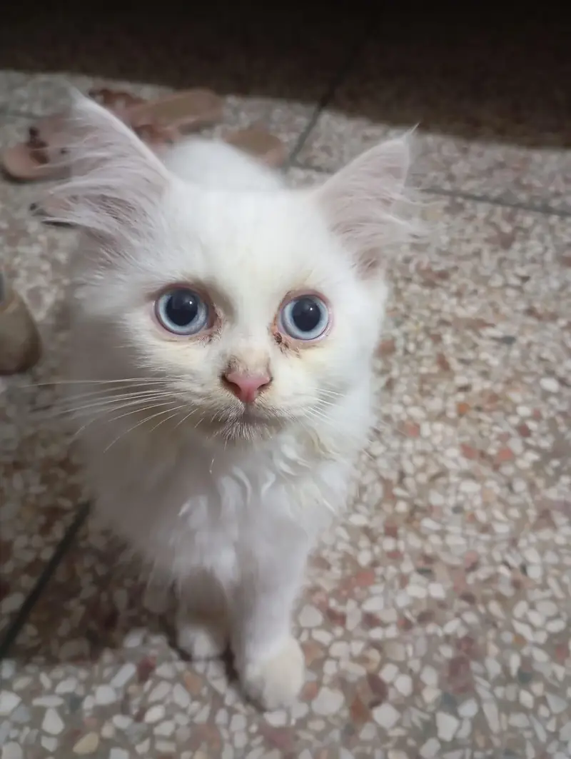 Persian Cat Family | Mother + 2 Kittens | Male & Female — photo 6