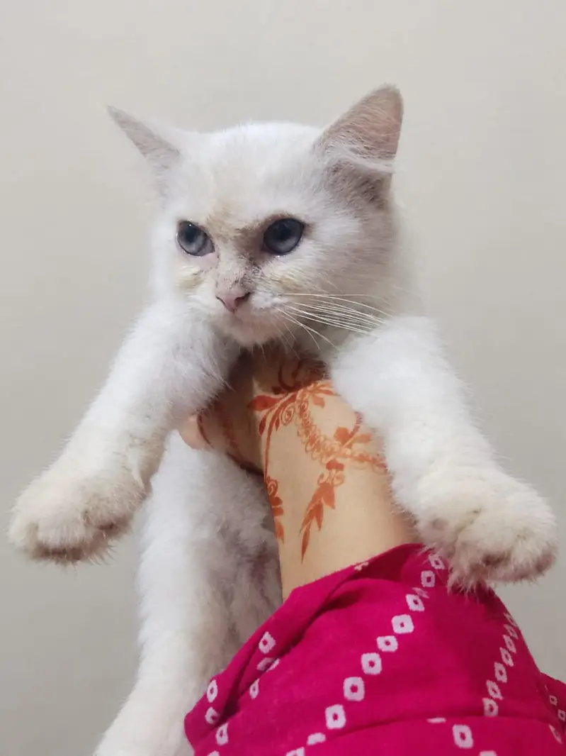 Persian Cat Family | Mother + 2 Kittens | Male & Female — photo 7