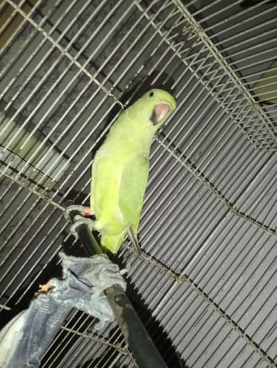 2 male available with taking