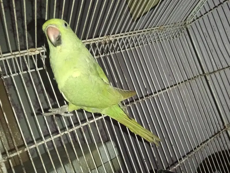 2 male available with taking — photo 2