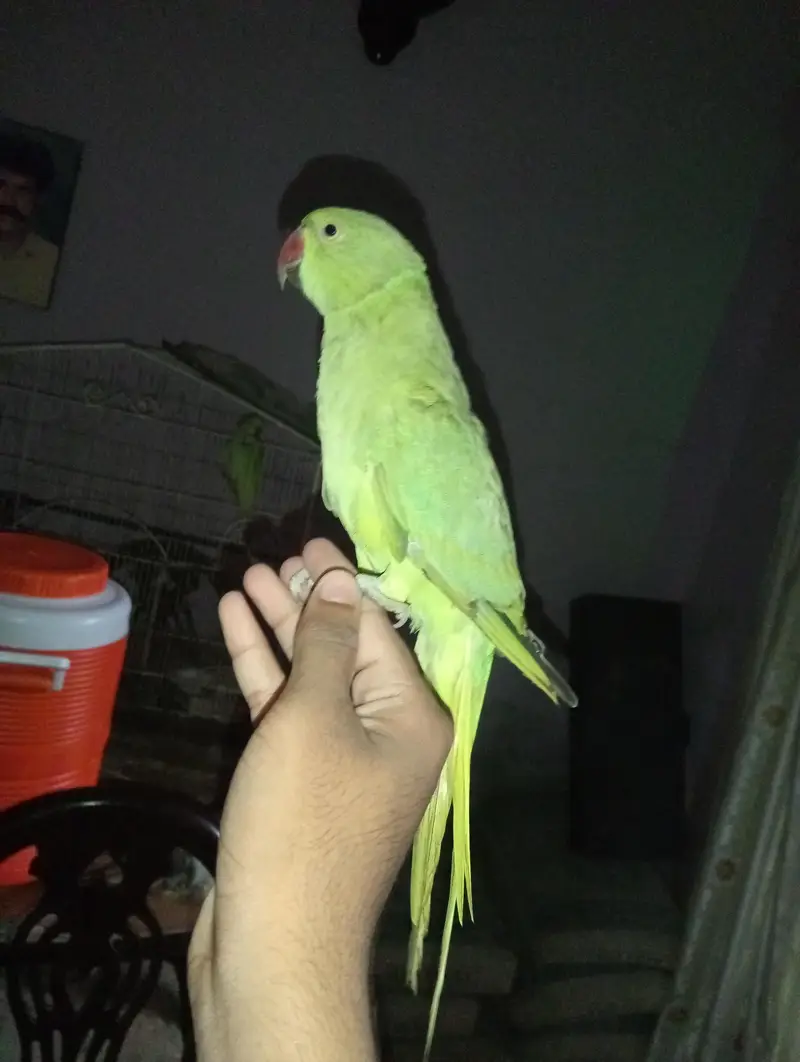 2 male available with taking — photo 3