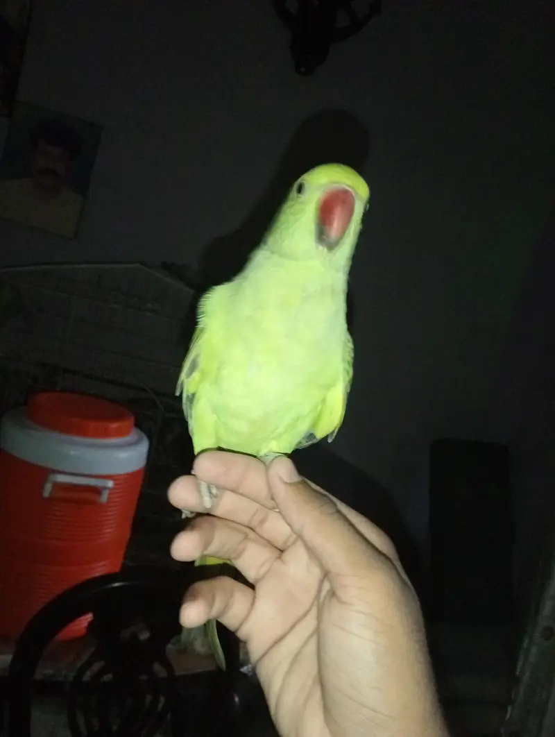 2 male available with taking — photo 4