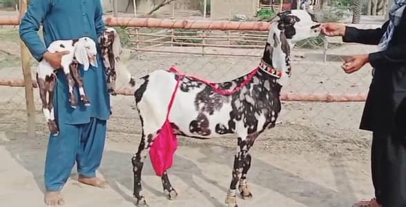 2 Bacchon wali bakri for sale WhatsApp 03259597057