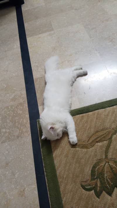 Persian Male vaccinated and nutured