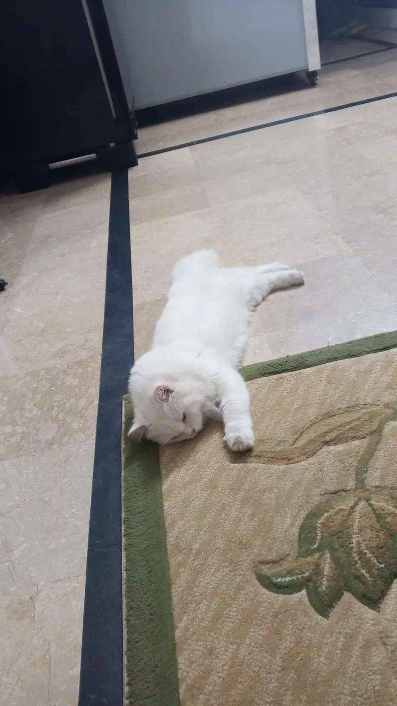 Persian Male vaccinated and nutured — photo 2