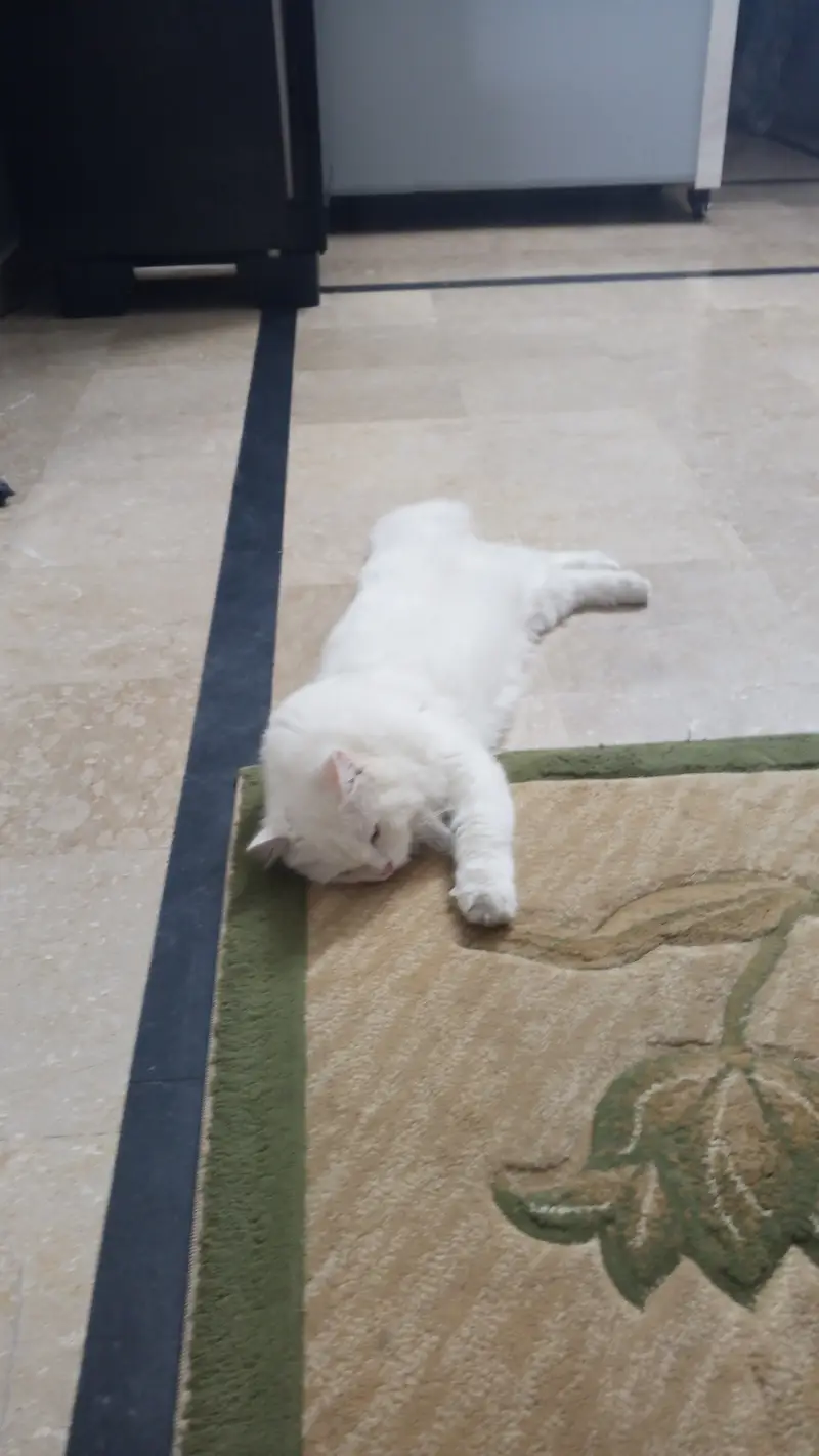 Persian Male vaccinated and nutured — photo 3