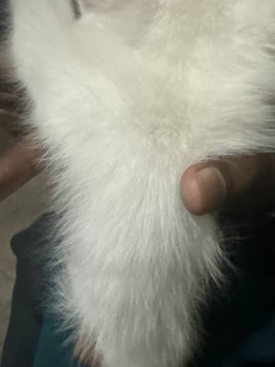 Turkish Angora and Persian crossed