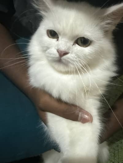 Turkish Angora and Persian crossed