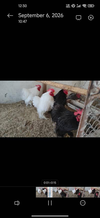 Aseel hera English(Uk)Coachin bantam in White gray and black colour