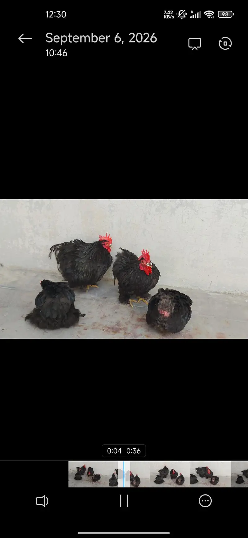 Aseel hera English(Uk)Coachin bantam in White gray and black colour — photo 2