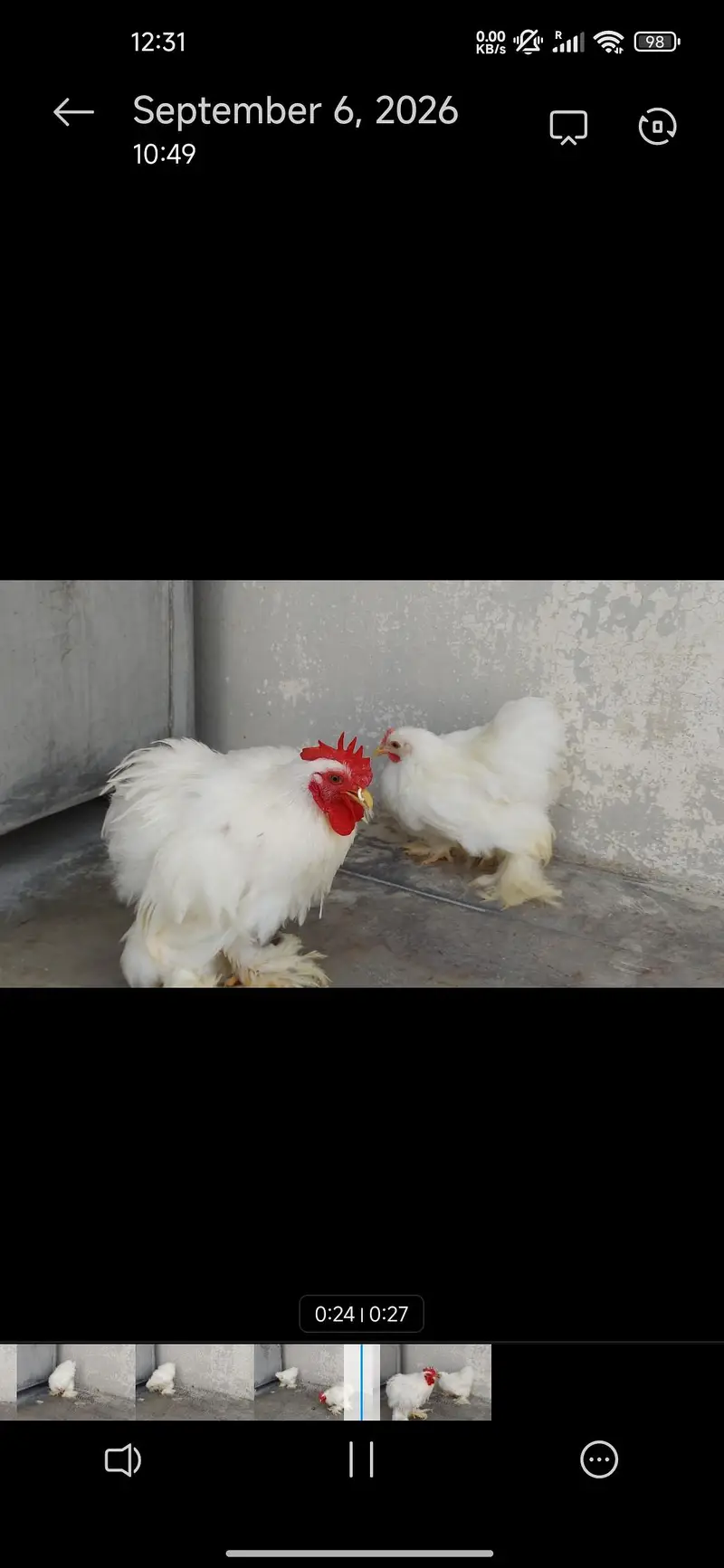 Aseel hera English(Uk)Coachin bantam in White gray and black colour — photo 3