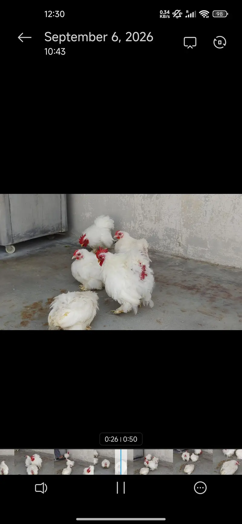 Aseel hera English(Uk)Coachin bantam in White gray and black colour — photo 4