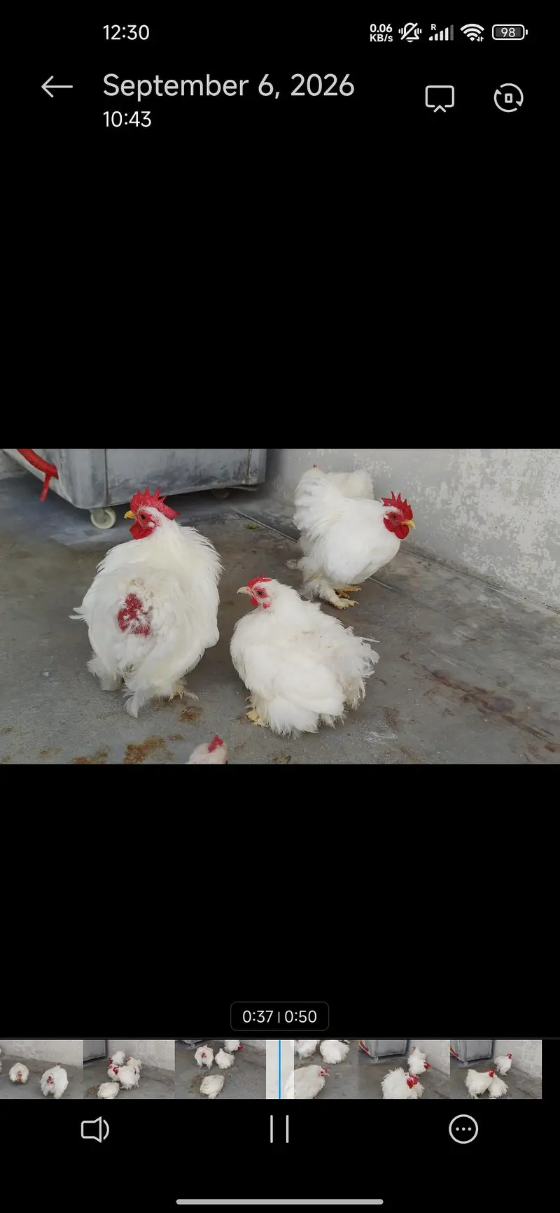 Aseel hera English(Uk)Coachin bantam in White gray and black colour — photo 5