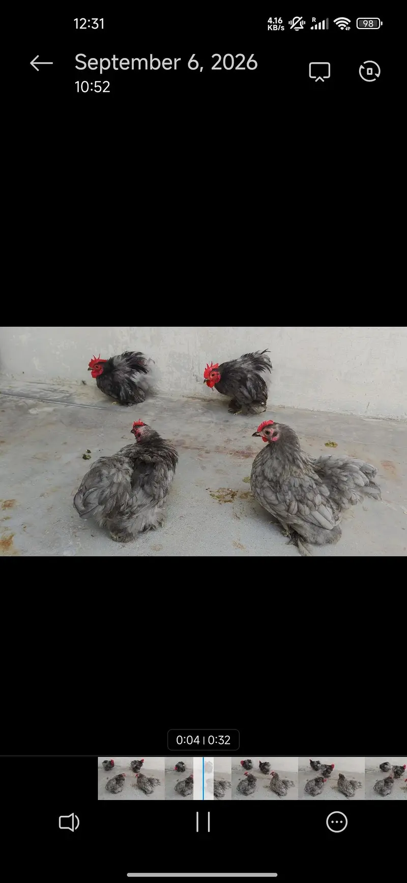 Aseel hera English(Uk)Coachin bantam in White gray and black colour — photo 6