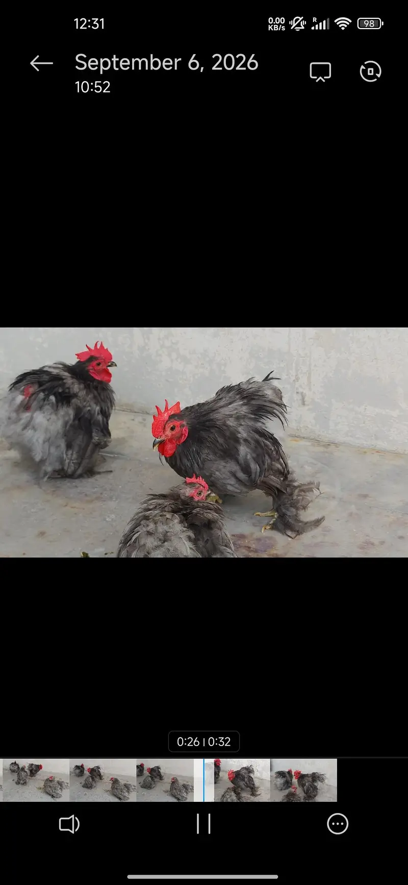 Aseel hera English(Uk)Coachin bantam in White gray and black colour — photo 7