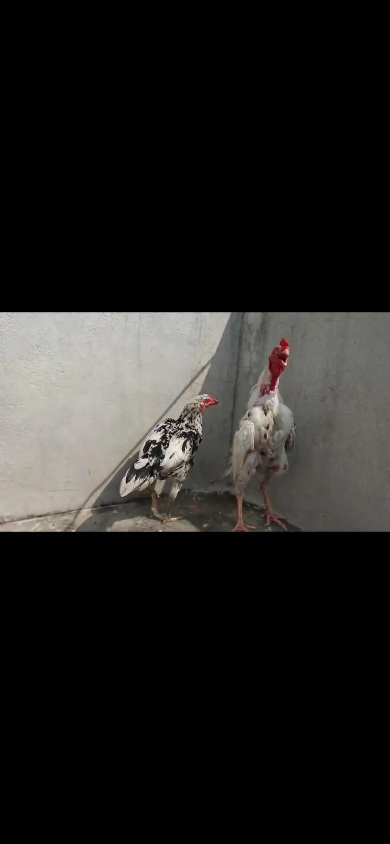 Aseel hera English(Uk)Coachin bantam in White gray and black colour — photo 9