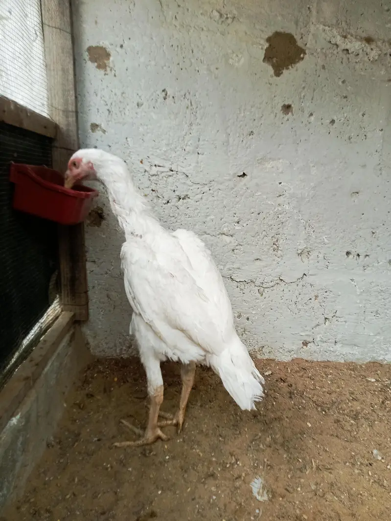 King O Shamo Exchange possible — photo 3