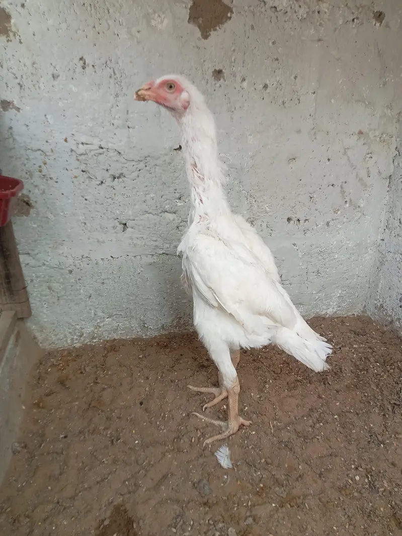 King O Shamo Exchange possible — photo 5