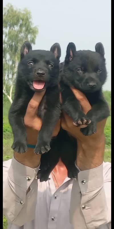 black German Shepherd puppy | Long Coat puppies | Dog | puppy